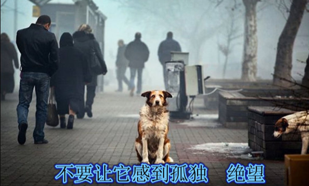 东莞东莞爱影圈微博微信转发案例